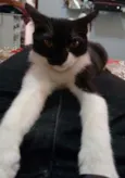Rojão