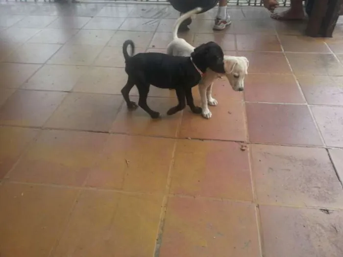 Cachorro ra a SRD idade 2 anos nome Dentinho