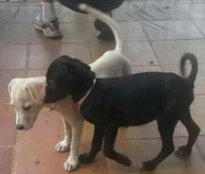 Cachorro raça SRD idade 2 anos nome Dentinho