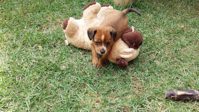 Cachorro ra a a melhor idade Abaixo de 2 meses nome a escolher