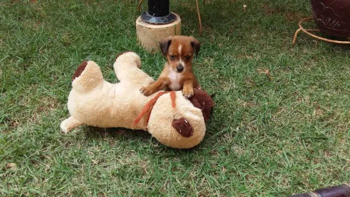 Cachorro ra a a melhor idade Abaixo de 2 meses nome a escolher