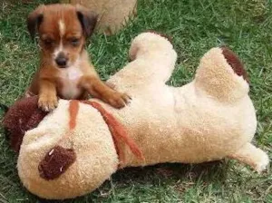 Cachorro raça a melhor idade Abaixo de 2 meses nome a escolher