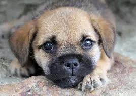 Cachorro ra a viralata idade 2 a 6 meses nome nao tem