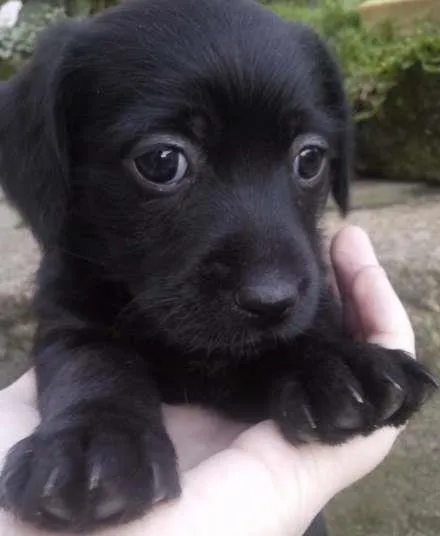 Cachorro ra a viralata idade 2 a 6 meses nome nao tem