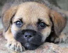 Cachorro ra a viralata idade 2 a 6 meses nome nao tem