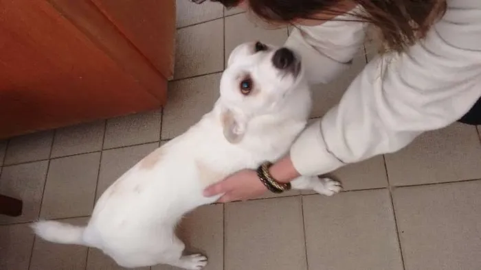 Cachorro ra a vira latas idade 1 ano nome dominique