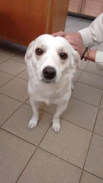 Cachorro ra a vira latas idade 1 ano nome dominique