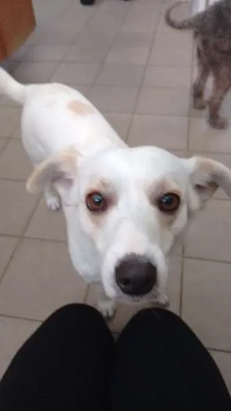Cachorro ra a vira latas idade 1 ano nome dominique