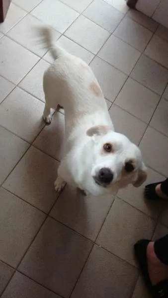 Cachorro ra a vira latas idade 1 ano nome dominique