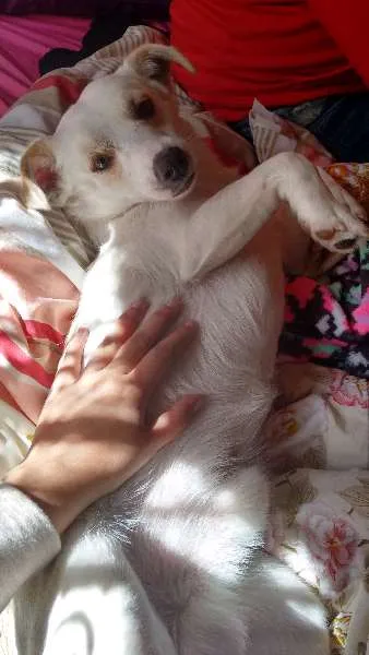 Cachorro ra a vira latas idade 1 ano nome dominique