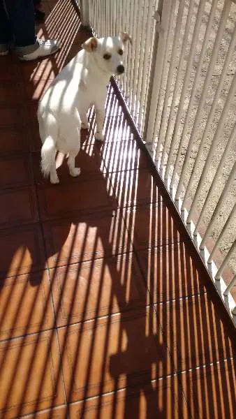 Cachorro ra a vira latas idade 1 ano nome dominique