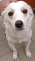 dominique