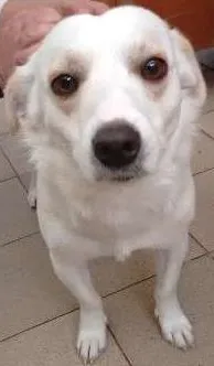 Cachorro raça vira latas idade 1 ano nome dominique