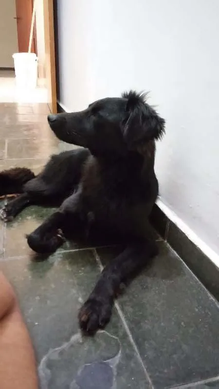 Cachorro ra a SRD idade 2 anos nome Pitoco