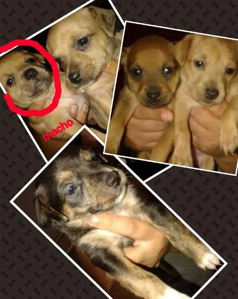 Cachorro ra a não definida idade Abaixo de 2 meses nome nome não escolhido