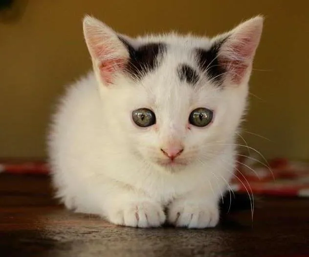 Gato ra a SRD idade Abaixo de 2 meses nome filhotes