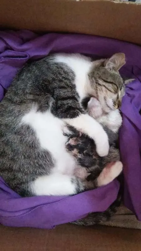 Gato raça  idade Abaixo de 2 meses nome *Sem nome