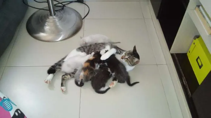 Gato raça  idade Abaixo de 2 meses nome *Sem nome