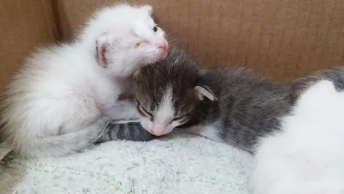 Gato raça  idade Abaixo de 2 meses nome *Sem nome