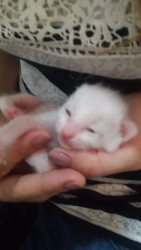 Gato raça  idade Abaixo de 2 meses nome *Sem nome