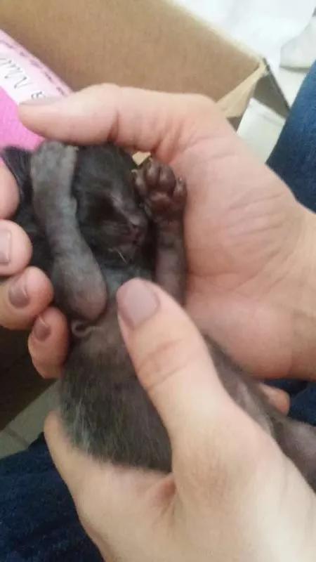 Gato raça  idade Abaixo de 2 meses nome *Sem nome