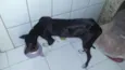 Cacau