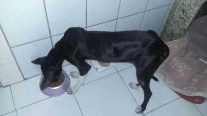 Cachorro raça SRD idade 7 a 11 meses nome Cacau