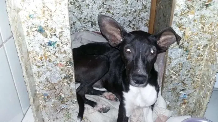 Cachorro raça SRD idade 7 a 11 meses nome Cacau