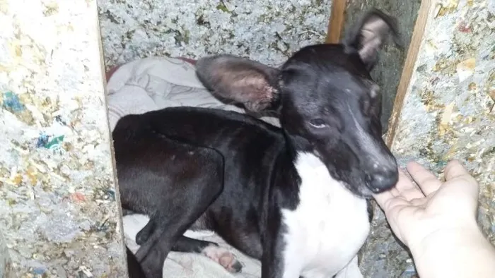 Cachorro raça SRD idade 7 a 11 meses nome Cacau