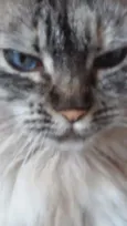 Julia