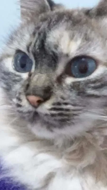 Gato ra a Desconhecida idade 3 anos nome Julia