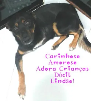 Cachorro raça original idade 1 ano nome Amor