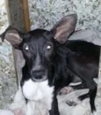 Cacau