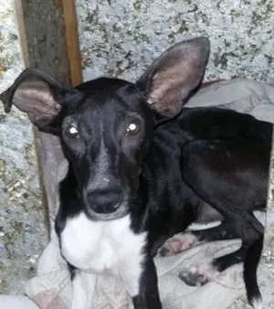 Cachorro raça SRD idade 7 a 11 meses nome Cacau