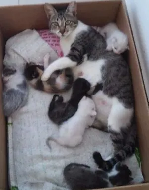 Gato raça  idade Abaixo de 2 meses nome *Sem nome