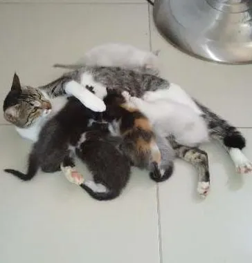 Gato raça  idade Abaixo de 2 meses nome *Sem nome