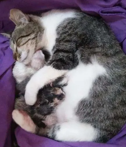 Gato raça  idade Abaixo de 2 meses nome *Sem nome