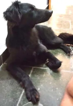 Cachorro raça SRD idade 2 anos nome Pitoco