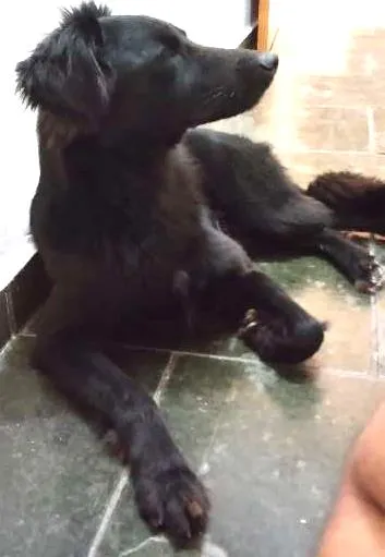 Cachorro ra a SRD idade 2 anos nome Pitoco