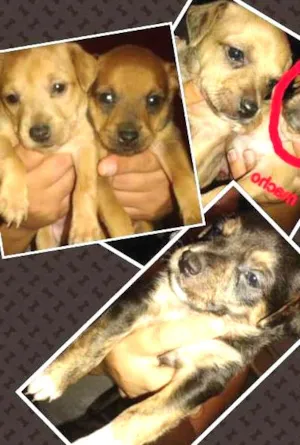 Cachorro raça não definida idade Abaixo de 2 meses nome nome não escolhido