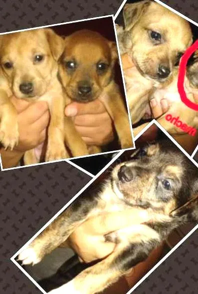 Cachorro ra a não definida idade Abaixo de 2 meses nome nome não escolhido