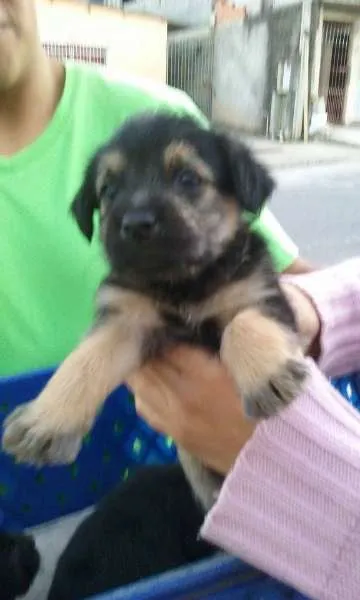 Cachorro ra a srd idade Abaixo de 2 meses nome filhotes