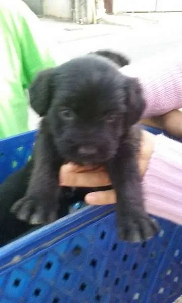 Cachorro ra a srd idade Abaixo de 2 meses nome filhotes