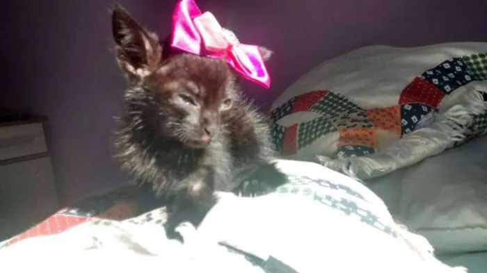 Gato ra a srd idade Abaixo de 2 meses nome neguinha