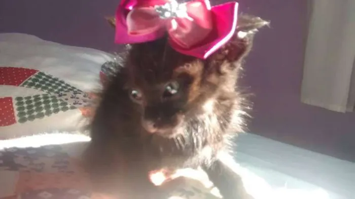 Gato ra a srd idade Abaixo de 2 meses nome neguinha