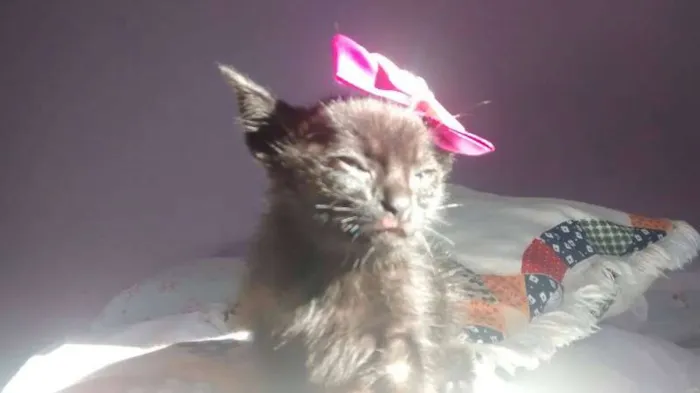 Gato ra a srd idade Abaixo de 2 meses nome neguinha
