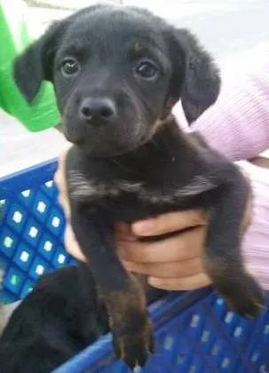 Cachorro ra a srd idade Abaixo de 2 meses nome filhotes