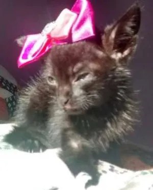 Gato raça srd idade Abaixo de 2 meses nome neguinha