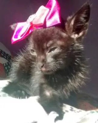 Gato ra a srd idade Abaixo de 2 meses nome neguinha