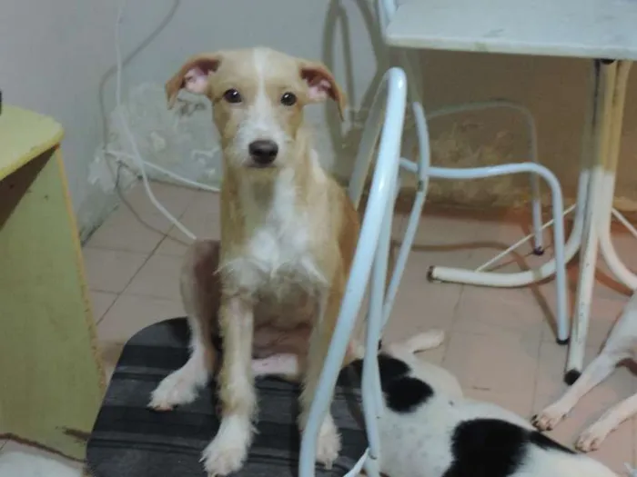 Cachorro raça SRD idade  nome Biork,Maya,Juju e F